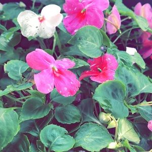 Meet your Posher, Daisy